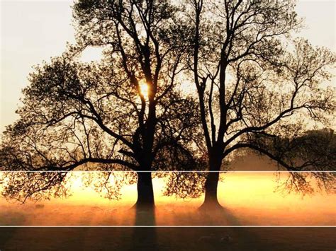 Free Tree Sunlight Landscape For PowerPoint Nature PPT Slides Backgrounds for Powerpoint ...