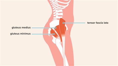 Hip Abduction Exercises: Anatomy, Benefits, Effectiveness