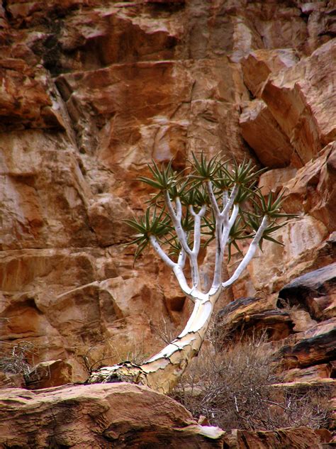 Hiking in the Namib Naukluft National Park of Namibia