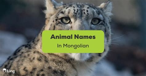 30+ Common Animal Names In Mongolian You Should Know - ling-app.com