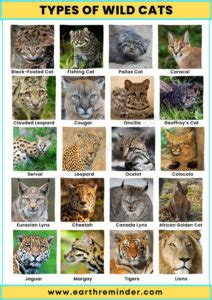 24 Different Types of Wild Cats | Earth Reminder