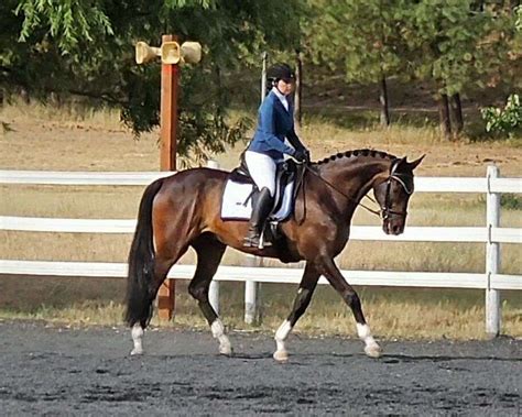 Athletic, Talented & Smart Dressage Gelding