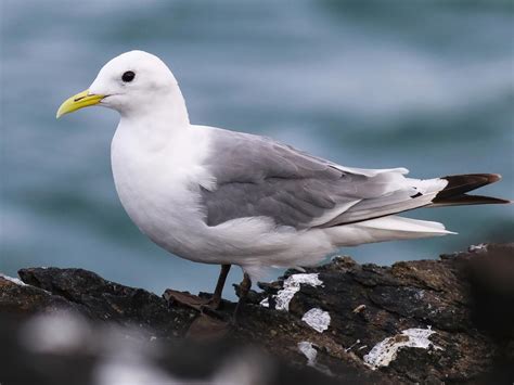 Kittiwake Bird Facts (Rissa tridactyla) | Birdfact