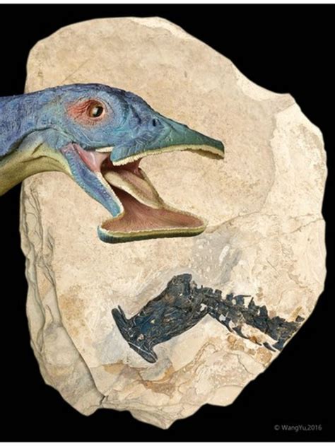 Fossils shed light on 'bizarre' reptile - BBC News