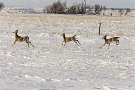 Deer in Winter 5903581 Stock Photo at Vecteezy