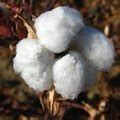 How to Grow Cotton Indoors | Hunker