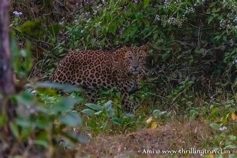 In Pursuit of Black Panther - The Ultimate Kabini Safari guide ...