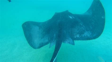 Snorkeling Stingray City | Antigua