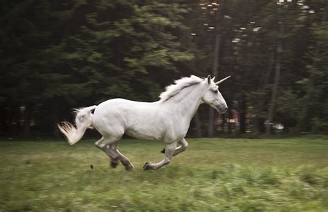 Unicorn: The National Animal of Scotland