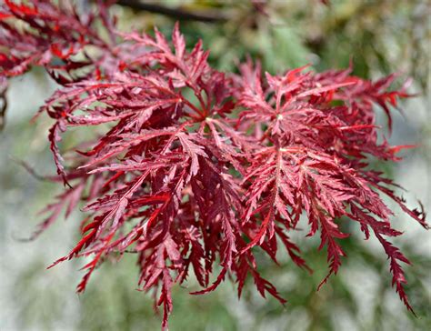 Japanese Maples | Fairview Garden Center | Raleigh NC