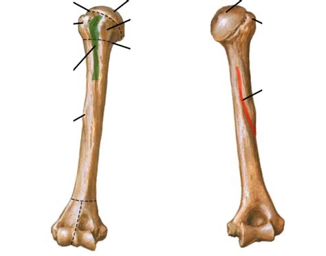 Osteology: proximal humerus Quiz