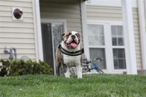 English Bulldog Health Problems & Issues | Canna-Pet®