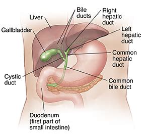 Biliary System: Anatomy and Functions | University Hospitals