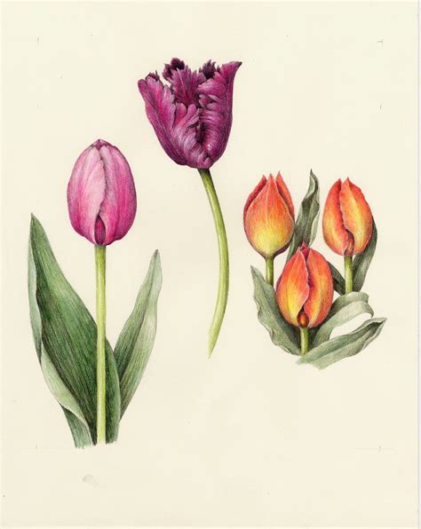 Flowers Gallery | Botanical illustration, Botanical drawings, Flower ...