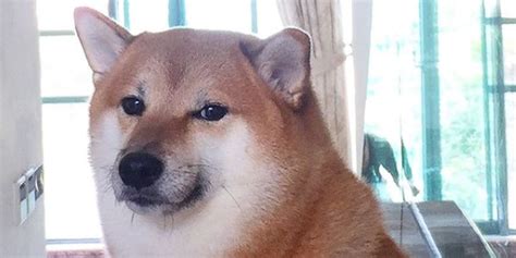 Cheems, Beloved Shiba Inu Dog Who Became A Meme, Has Died