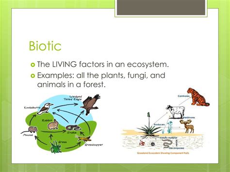 PPT - Ecosystems PowerPoint Presentation, free download - ID:2277744