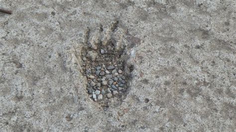 Badger footprint © Philip Halling cc-by-sa/2.0 :: Geograph Britain and Ireland