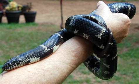 Common Kingsnake Facts and Pictures