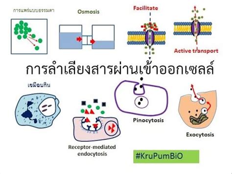 Cell transport animation - YouTube