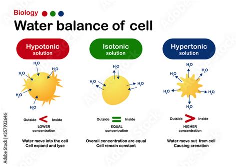 Biology diagram show effect of isotonic, hypertonic and hypotonic solution in water balance of ...