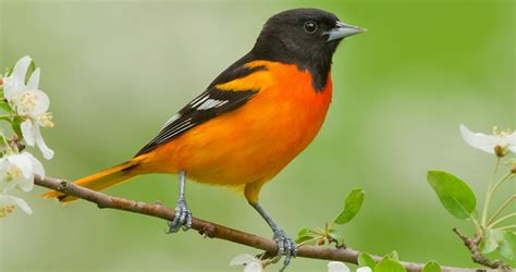 The rich, whistling song of the Baltimore Oriole, echoing from treetops ...