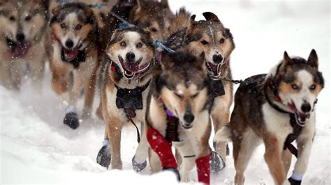 Iditarod mushers, map, distance and more: Everything to know about the 2024 dog sled race ...