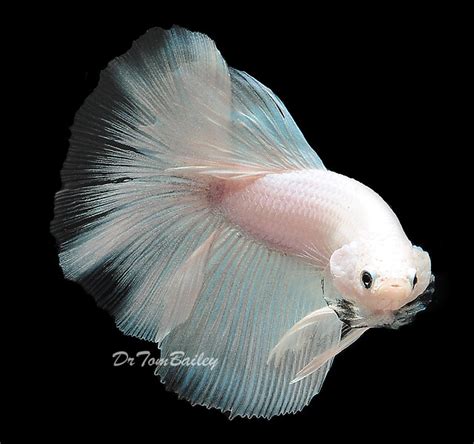 Premium MALE Rare Opaque White Betta Fish