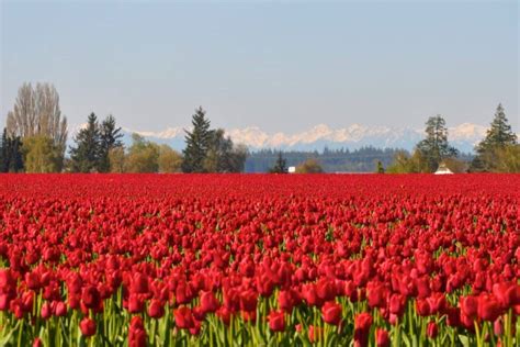 Where To Find Spring Flowers In Seattle And Nearby This Season