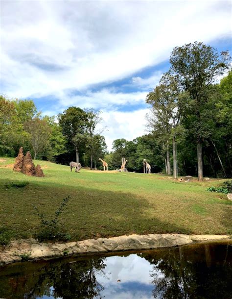 Day Trip NC: Our 2018 Fall Trip to the North Carolina Zoo - Live Well Play Together