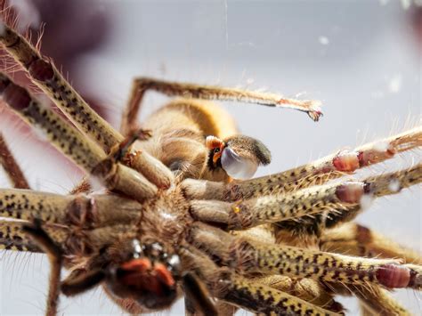 Mating habits of Australia's golden huntsman spider captured in rare ...