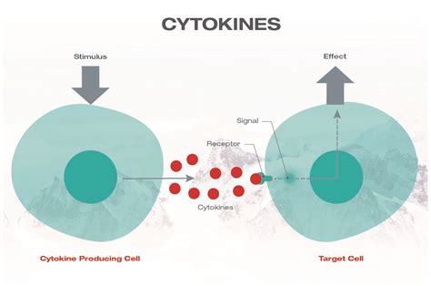 A basic overview of cytokines and why they are important - Cibdol