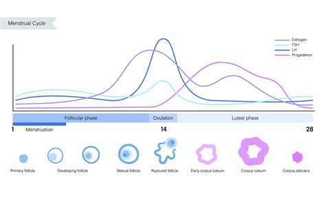 Lh Surge Chart And Ovulation