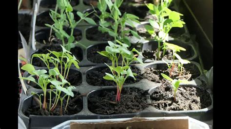 Time-lapse Video of plants growing, Day 9 - YouTube