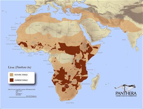 Past & current range of Lions in Africa. The most recent surveys ...