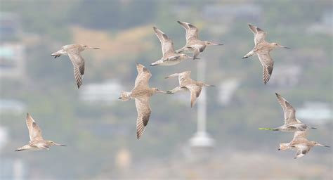 Bar-Tailed Godwits in New Zealand 2024-2025 - Rove.me