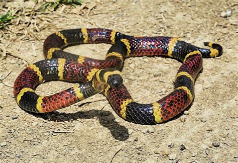 The Texas Coral Snake Photograph by JC Findley - Fine Art America