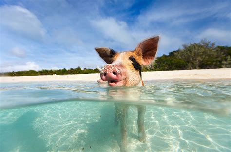 The Sad Truth About the Famous Swimming Pigs on Pig Island