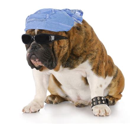 Cool Dude Dog Wearing Sunglasses Stock Photo - Image of sunglasses, summer: 32490706