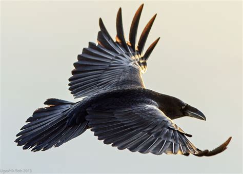 flying raven | Crow flying, Black bird, Raven bird