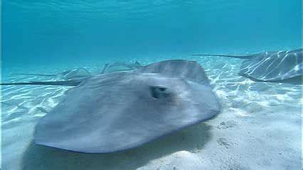 stingray | Definition, Species, Habitat, Size, & Facts | Britannica.com