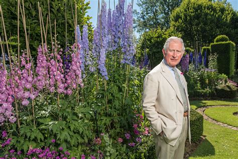 How to grow delphiniums: Which ones to plant, where to place them, and ...