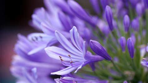 Download Free Lavender Flower Backgrounds