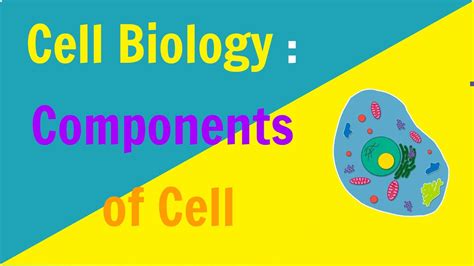 Cell Biology | Components Of Cell | Biology | Science | Letstute - YouTube