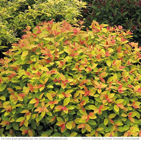 Must-have shrubs | Garden Gate