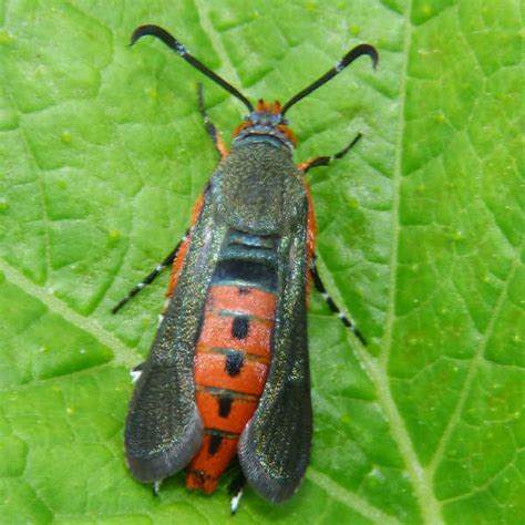 Squash Vine Borer Control and Prevention