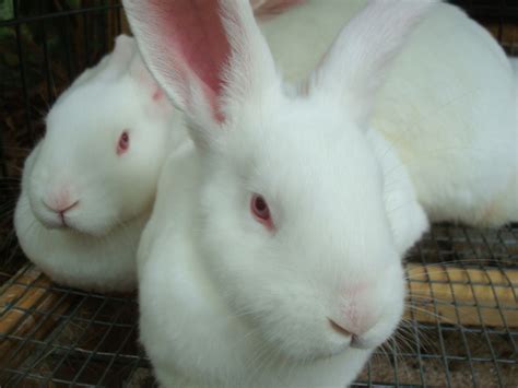 New Zealand White Rabbits in Tallahassee | USA Rabbit Breeders