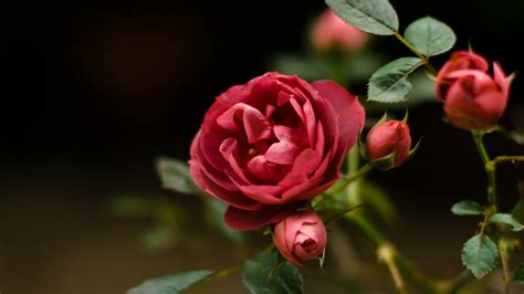 free wallpicz: Wallpaper Desktop Rose Flower