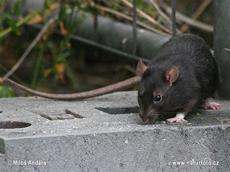 Rattus rattus Pictures, Black rat Images, Nature Wildlife Photos ...