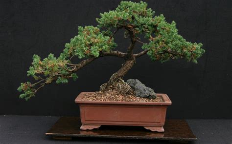 How to Grow a Japanese Juniper Bonsai Indoor - About Bonsai