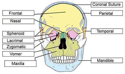 Skull Diagram Labeled